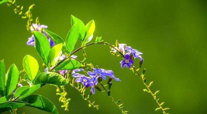 假连翘冬天会冻死吗？如何在寒冷季节保护植物？