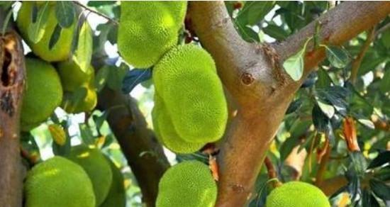 菠萝蜜在北方种植的可行性？如何克服气候挑战？