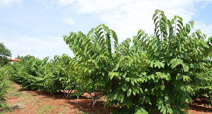 释迦果核可以种吗？如何正确种植释迦果核？