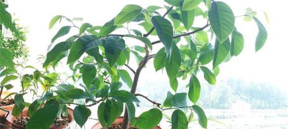 释迦果核可以种吗？如何正确种植释迦果核？