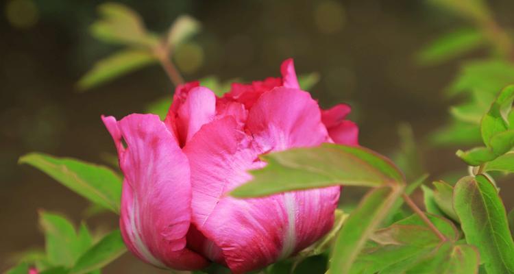白牡丹花语(传递纯洁与高贵的美丽) 白牡丹花语(传递纯洁与高贵的美丽)