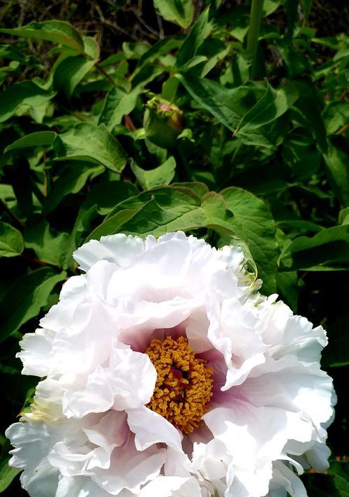 白牡丹花语(传递纯洁与高贵的美丽) 白牡丹花语(传递纯洁与高贵的美丽)