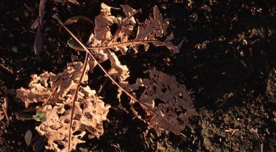 狗尿能用作肥料吗？如何正确使用？