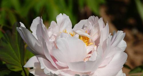 白牡丹花语(传递纯洁与高贵的美丽) 白牡丹花语(传递纯洁与高贵的美丽)