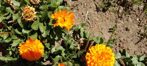 长寿花语——揭示长寿秘诀的花卉之道(以什么花的花语是长寿的花) 长寿花语——揭示长寿秘诀的花卉之道(以什么花的花语是长寿的花)