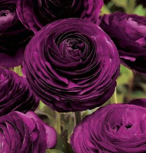 长寿花语——揭示长寿秘诀的花卉之道(以什么花的花语是长寿的花) 长寿花语——揭示长寿秘诀的花卉之道(以什么花的花语是长寿的花)