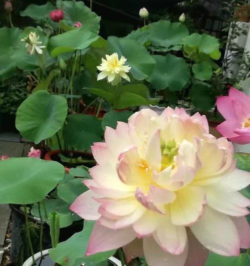 家里养荷花风水好吗？种荷花有哪些禁忌需要注意？