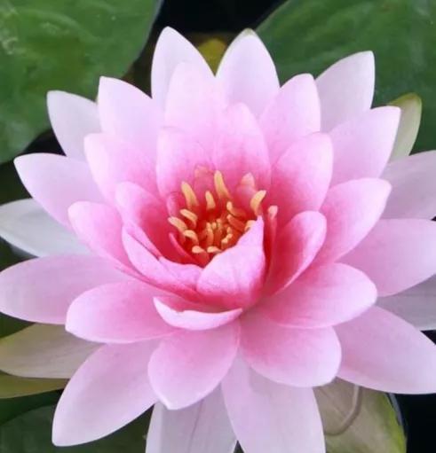 家里养荷花风水好吗？种荷花有哪些禁忌需要注意？