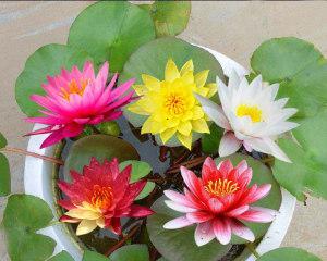 家里养荷花风水好吗？种荷花有哪些禁忌需要注意？