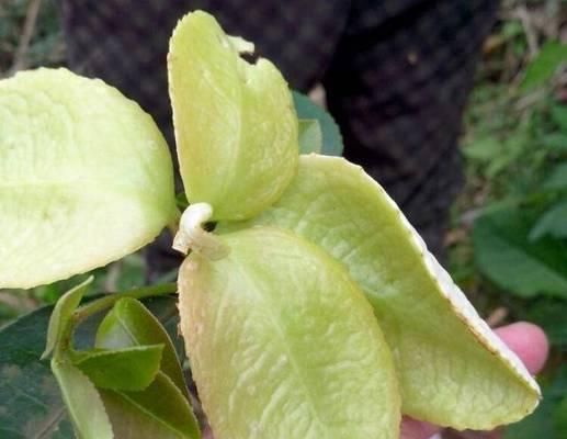 贝叶经使用的叶子来自哪种树？制作过程是怎样的？