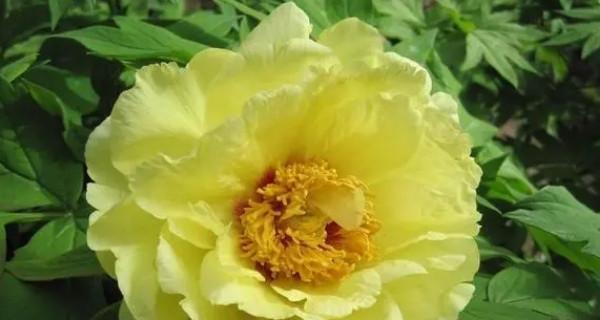 牡丹花的传说故事（牡丹花语的传承与意义）