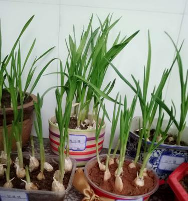 大蒜种植的最佳时间是什么时候？哪个季节种植最合适？