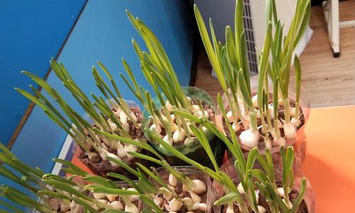 大蒜种植的最佳时间是什么时候？哪个季节种植最合适？