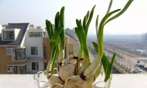 大蒜种植的最佳时间是什么时候？哪个季节种植最合适？