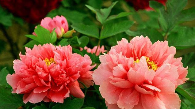 乌鲁木齐市花是什么花（探秘乌鲁木齐市花的意义及文化内涵）