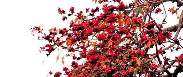 乌鲁木齐市花是什么花（探秘乌鲁木齐市花的意义及文化内涵）