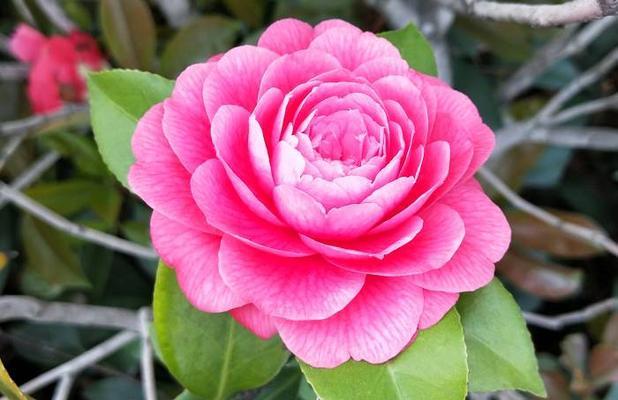 乌鲁木齐市花是什么花（探秘乌鲁木齐市花的意义及文化内涵）