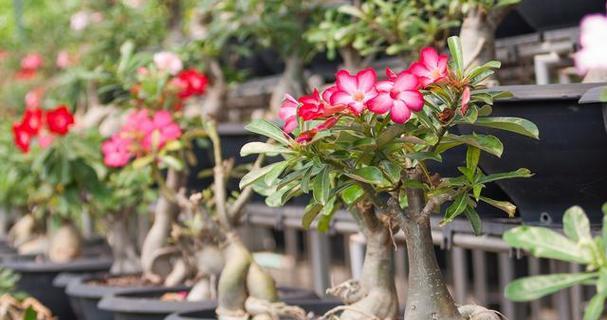 玫瑰剪枝修剪方法图解？如何正确进行玫瑰的修剪？