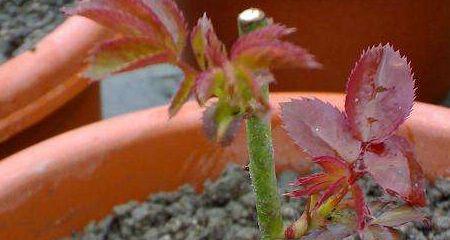 玫瑰剪枝修剪方法图解？如何正确进行玫瑰的修剪？