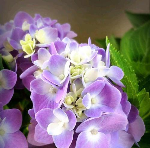 紫色花朵的神秘花语（探索紫色花朵所代表的神秘含义与美丽）