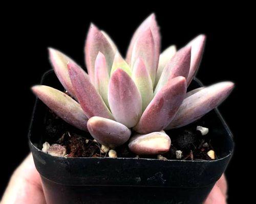 玫瑰剪枝修剪方法图解？如何正确进行玫瑰的修剪？