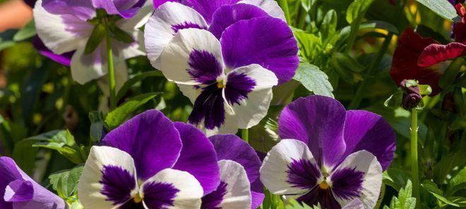 紫色花朵的神秘花语（探索紫色花朵所代表的神秘含义与美丽）