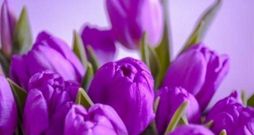 紫色花朵的神秘花语（探索紫色花朵所代表的神秘含义与美丽）