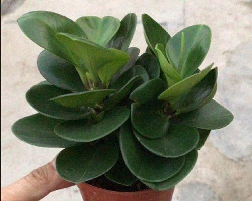 碧玉耐寒多少度？如何确保植物安全过冬？