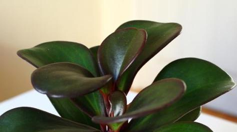 碧玉耐寒多少度？如何确保植物安全过冬？