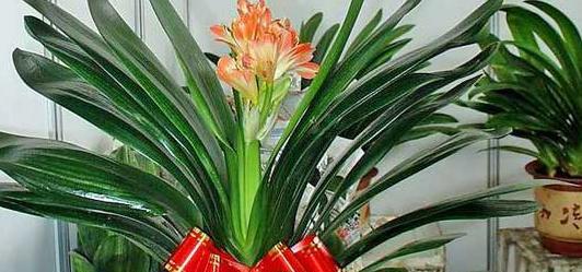 君子兰的寓意与象征意义（赏心悦目的君子兰）