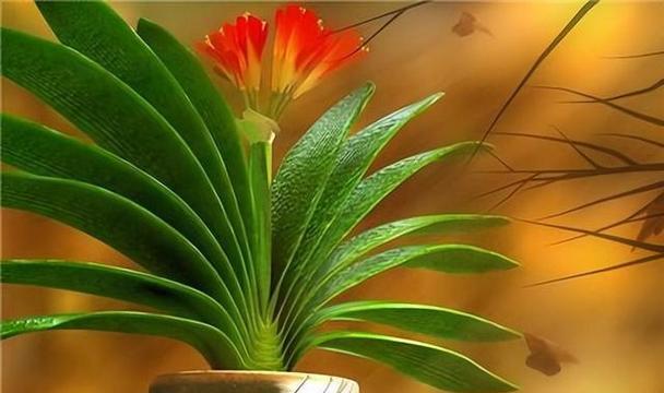 君子兰的寓意与象征意义（赏心悦目的君子兰）