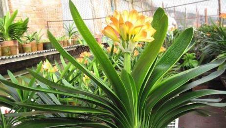 君子兰的寓意与象征意义（赏心悦目的君子兰）