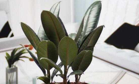 橡皮树一年能长多高？它的最大高度是多少？