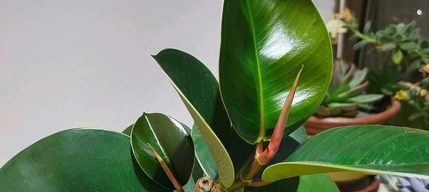 橡皮树一年能长多高?它的最大高度是多少? 橡皮树一年能长多高?它的最大高度是多少?