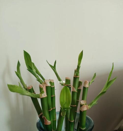 富贵竹——财富与繁荣的象征(探寻富贵竹的吉祥寓意及养护之道) 富贵竹——财富与繁荣的象征(探寻富贵竹的吉祥寓意及养护之道)