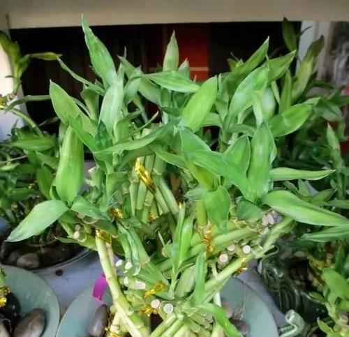 富贵竹——财富与繁荣的象征（探寻富贵竹的吉祥寓意及养护之道）