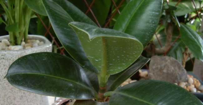 橡皮树一年能长多高?它的最大高度是多少? 橡皮树一年能长多高?它的最大高度是多少?