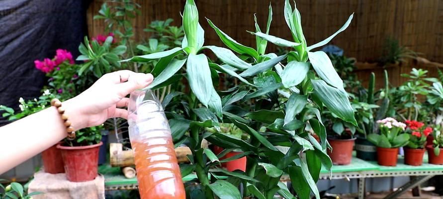 富贵竹——财富与繁荣的象征(探寻富贵竹的吉祥寓意及养护之道) 富贵竹——财富与繁荣的象征(探寻富贵竹的吉祥寓意及养护之道)