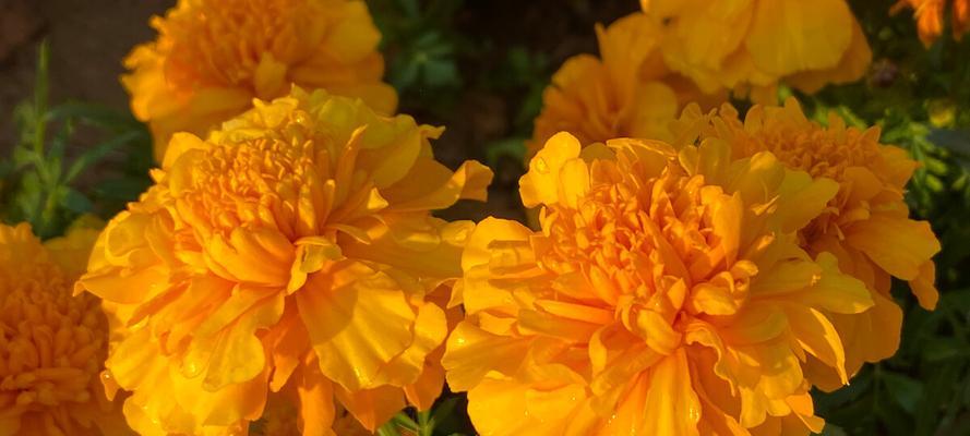 万寿菊冬季养护技巧有哪些？如何确保万寿菊安全过冬？