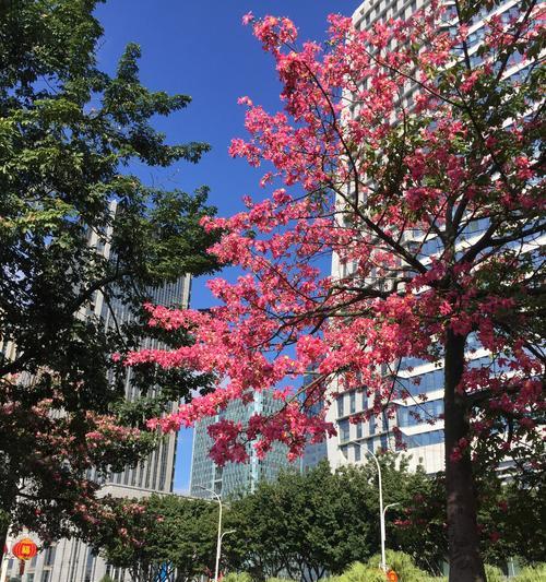 红花羊蹄甲的花语与含义（红花羊蹄甲的美丽与祝福）