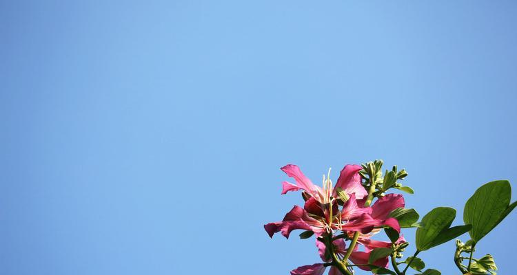 红花羊蹄甲的花语与含义（红花羊蹄甲的美丽与祝福）