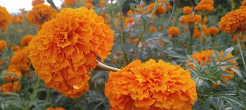 万寿菊冬季养护技巧有哪些？如何确保万寿菊安全过冬？