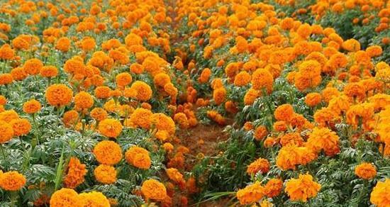 万寿菊冬季养护技巧有哪些？如何确保万寿菊安全过冬？