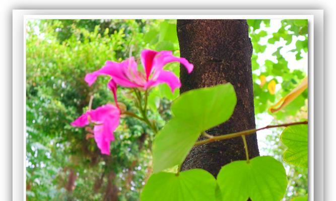 红花羊蹄甲的花语与含义（红花羊蹄甲的美丽与祝福）