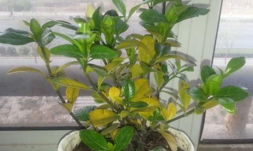 盆栽栀子花修剪方法是什么？如何正确修剪以促进生长？