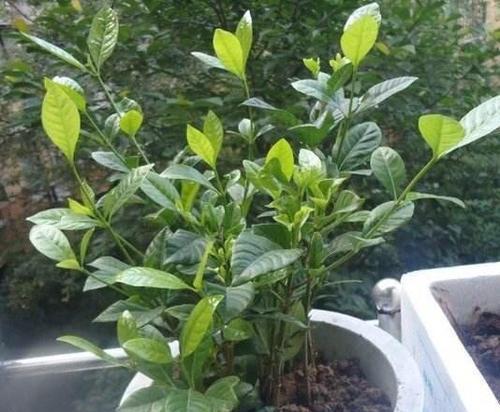 盆栽栀子花修剪方法是什么？如何正确修剪以促进生长？