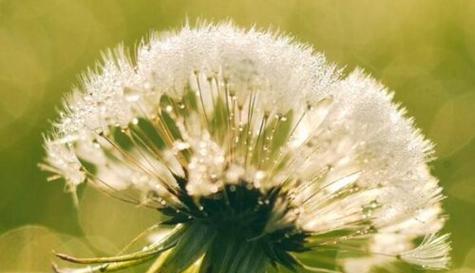 寄情于绿意，思念与植物相伴（植物为信使）