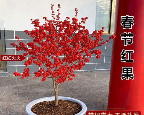 寄情于绿意，思念与植物相伴（植物为信使）