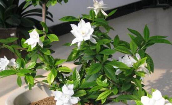 盆栽栀子花修剪方法是什么？如何正确修剪以促进生长？