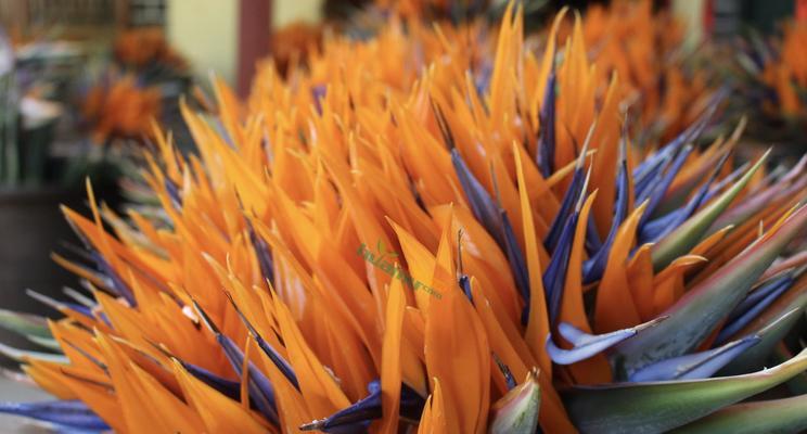 鹤望兰（唤醒内心宁静的绿意之花）